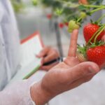 ABZ Seeds - Gourmet Strawberries