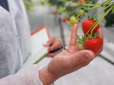 ABZ Seeds - Gourmet Strawberries