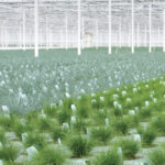Amigra Grasses & More