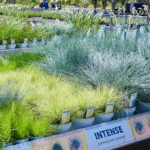 Amigra Grasses & More