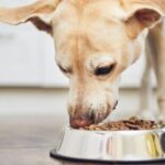 Monge family-owned pet food company since 1963 - Baldassarre Monge founder - Italian heritage and innovation - Interzoo 2026 Nuremberg