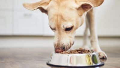 Monge family-owned pet food company since 1963 - Baldassarre Monge founder - Italian heritage and innovation - Interzoo 2026 Nuremberg